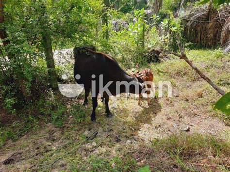 Farm Cow For Sale In Batticaloa City Ikman