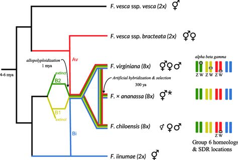 Genome And Sex Determination Evolution In Fragaria The Scenario For Download Scientific