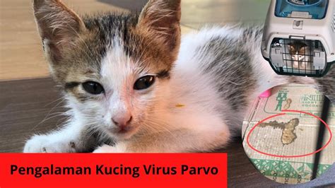 Kucing Kena Virus Parvo Parvo Surviver Youtube