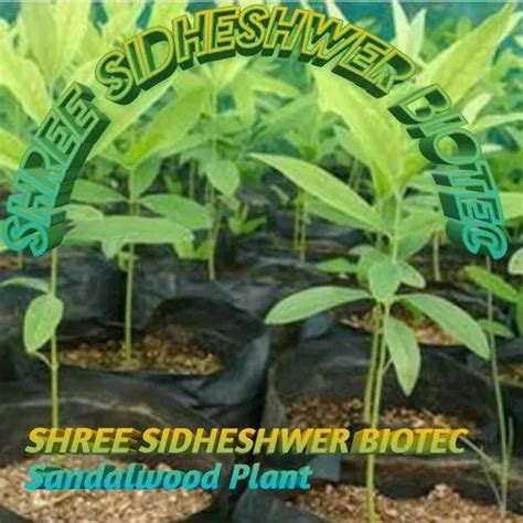 Well Drained Pterocarpus Santalinus Sandalwood Plantwhite White