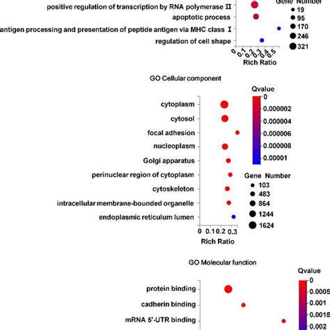 Gene Ontology Go Enrichment Bubble Chart Analysis In Cellular