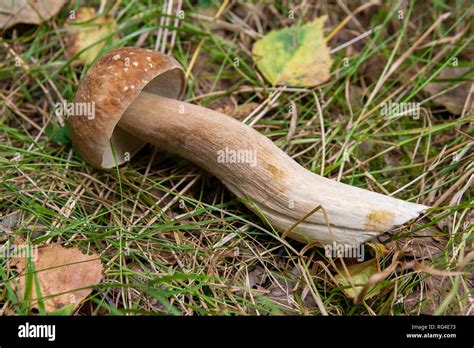 Cosechada En Oto O Incre Ble Setas Comestibles Boletus Edulis King