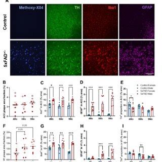 Early Loss Of Th Projection In Cortex In Xfad Mice Representative