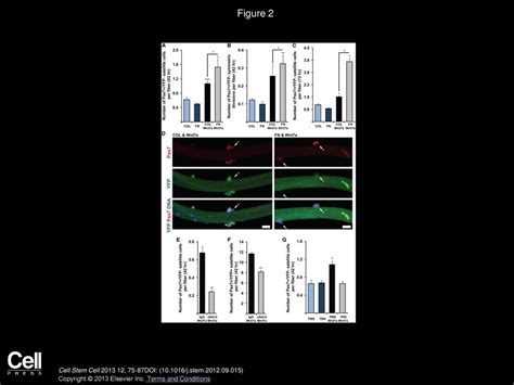 Fibronectin Regulates Wnt7a Signaling And Satellite Cell Expansion