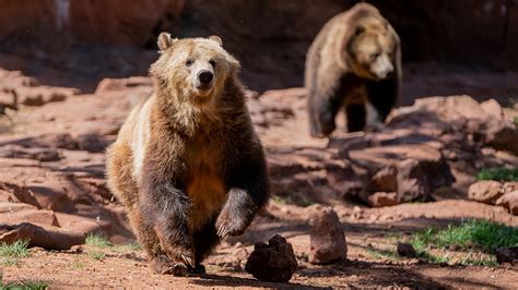 Fat Bear Week Shows Bears In Alaska And Arizona Bulking Up For Winter