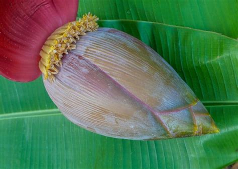 Banana Tree Flowering Stages 🌼🍌 Follow The Journey Of Growth