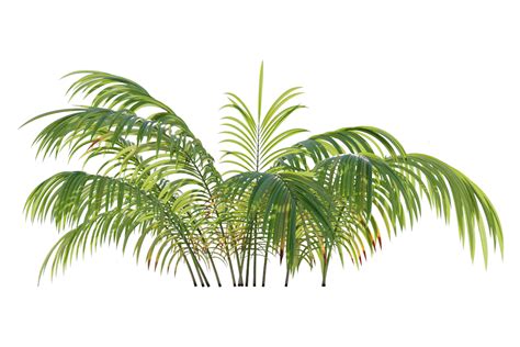 Parlor Palm 3D model | CGTrader