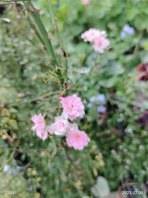 春に続き、2度目のお花 2番花が、次々に咲いてくれています💗 ️ 今の薔薇達を見てやって下さいね🙇💕 笑えるサバイバルガーデンにようこそ🧓🌹 楽天ブログ