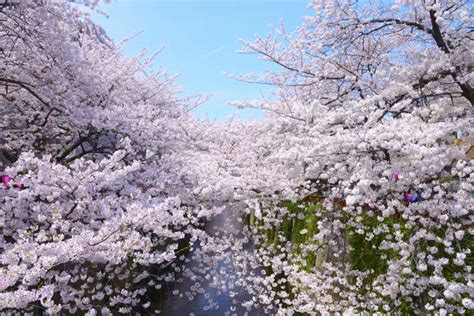 東京の桜名所21選！お花見・夜桜ライトアップ情報2024 【楽天トラベル】