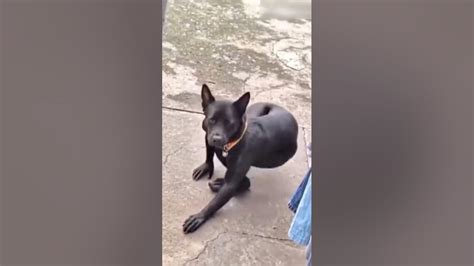 anong breed kaya ng aso  funny crazy justforlaugh youtube