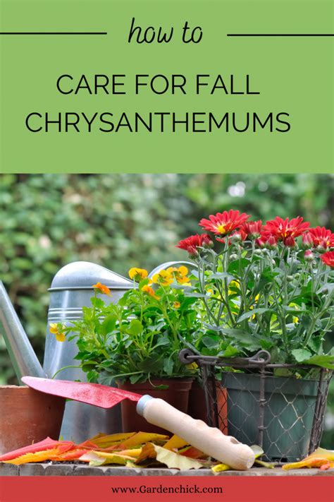 How to Care for Fall Mums – Garden Chick