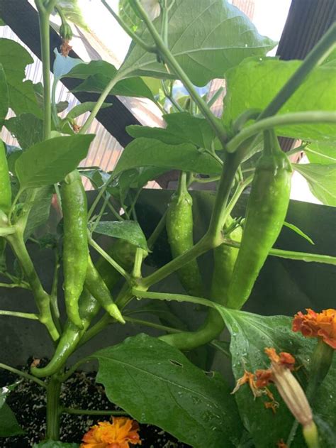 Growing Peppers: Some Like It Hot, Some Not