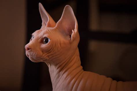 Sphynx Fakta Om Kattrasen Sphynx Ven Kallad Nakenkatt