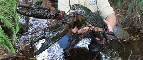 The Tasmanian giant freshwater crayfish is the biggest species of freshwater invertebrate and a ...