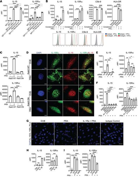 Jci Complement Activated Interferon γprimed Human Endothelium