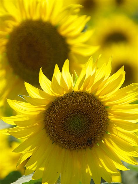 zama sunflower square flickr