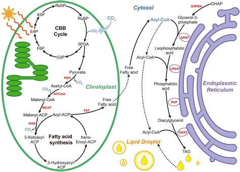 Frontiers Enhancing Microalgal Lipid Accumulation For Biofuel Production