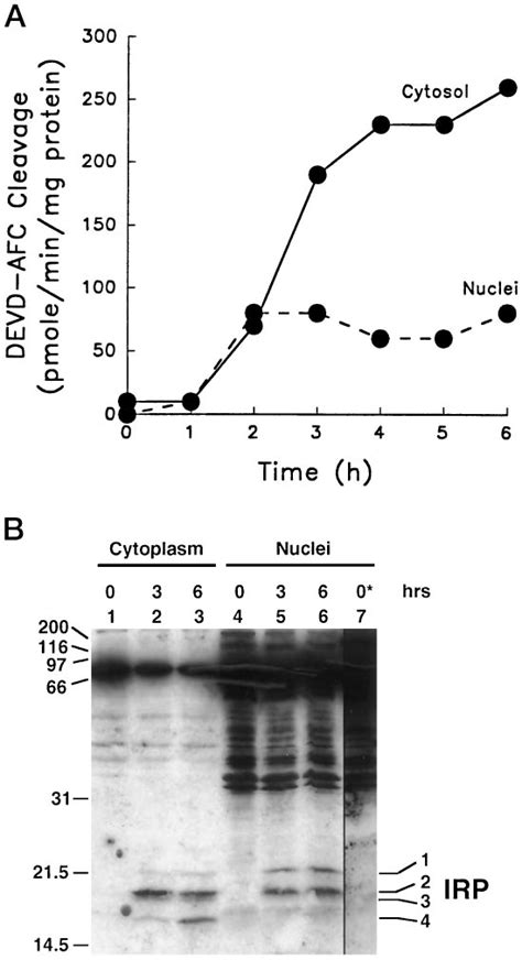 Detection Of Active Caspases In Purified Nuclei A Devd Afc Cleavage