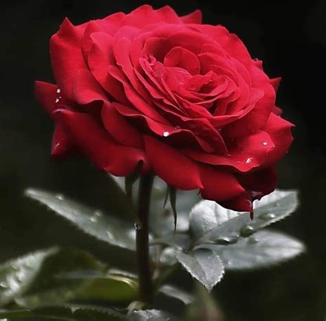 mehwish