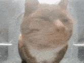 Mr Snack Cat GIF - Mr snack Cat Cat meme - Discover & Share GIFs