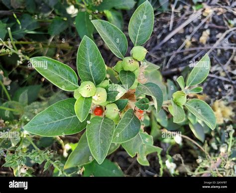 Planta Medicinal De Ashwagandha Utilizada En Medicinas Ayurvédicas Esta Planta También Conocida