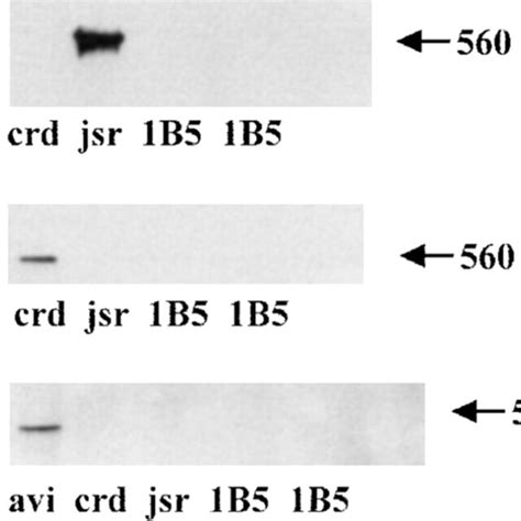 1B5 Cells Lack Detectable Levels Of The Known RyR Isoforms By Western