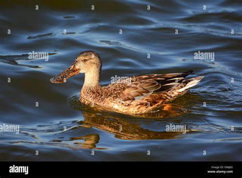 Northern shoveler, female swimming Stock Photo - Alamy