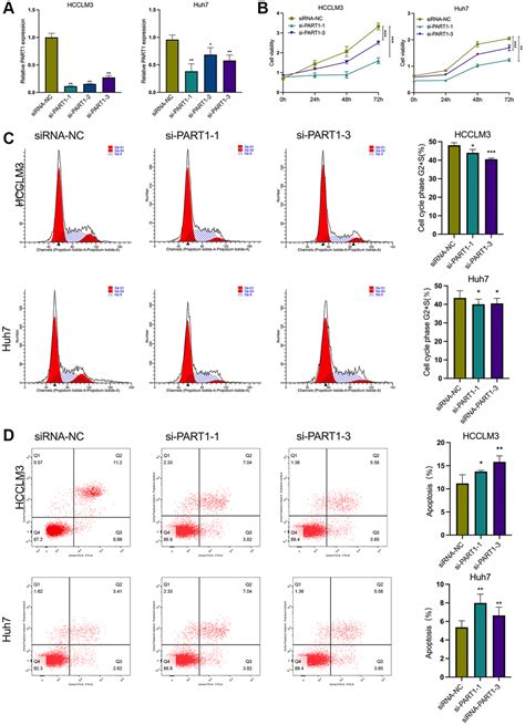 PART1 Facilitates Tumorigenesis And Inhibits Ferroptosis By Regulating