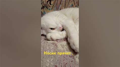 Носики - Курносики . - YouTube