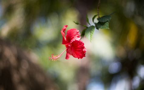 1027864 Sunlight Depth Of Field Sunset Flowers Nature Red Grass