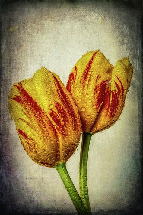 Two Exotic Tulips Photograph By Garry Gay Fine Art America