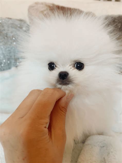 Pomeranian Puppies For Sale | Chino Hills, CA #356301