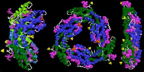 Phycoerythrin - Wikipedia