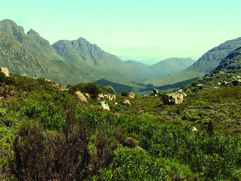 The Mountain Fynbos In The Bokkeveld Mountains Western Cape Province