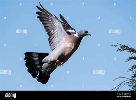 Common Wood Pigeon In Flight In The Sky His Latin Name Is Columba