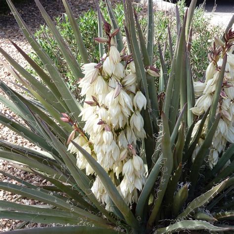 Compact Banana Yucca, Yucca baccata Compacta | High Country Gardens