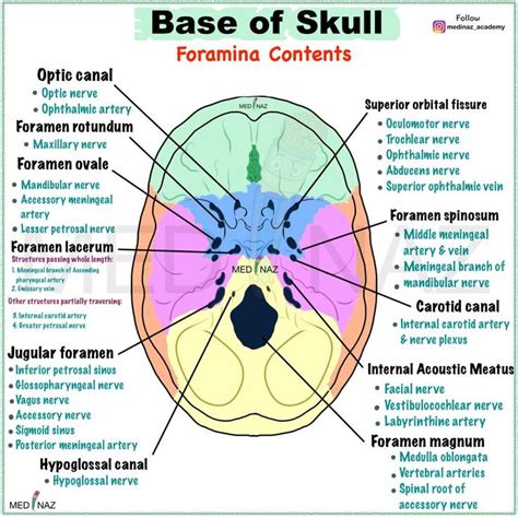 Foramina of skull & structures passing through it: | Basic anatomy and ...