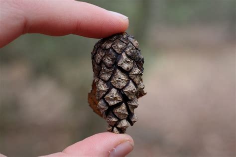 Шишка (Много фото) - treepics.ru
