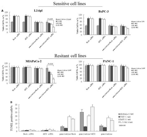 Mtt And Tunel Assay Showing Cytotoxic Effect Of Gemcitabine On Akt