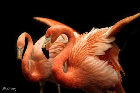 Dancing Flamingo Flamingo Dance Wildlife