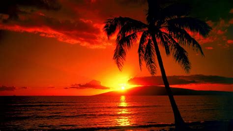 Sunset Palm Trees Wallpaper - WallpaperSafari