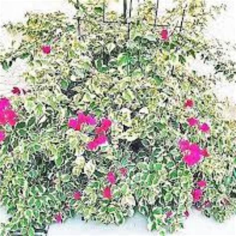 Primavera Pendente Bougainvillea Variegata Orquidario Em Mogi Mirim