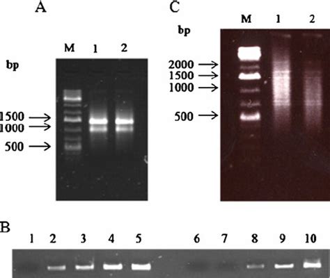 The Suppression Subtractive Hybridization Ssh Was Conducted Using