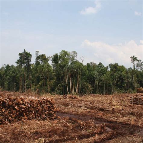 Deforestation in Indonesia in the context of REDDC. Photo: Rainforest ...