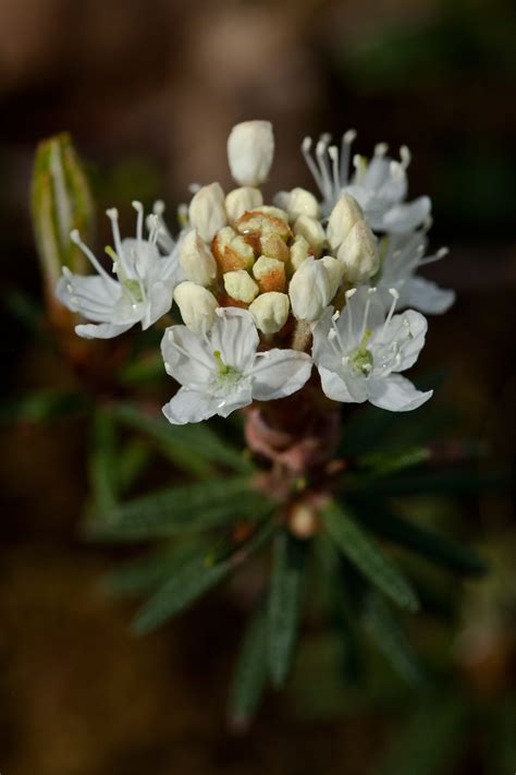 Bog Labrador Tea Facts Health Benefits