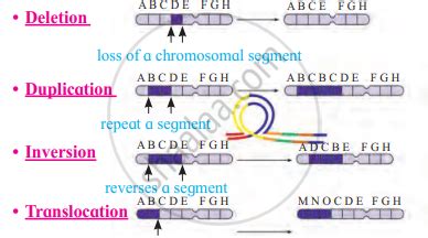 What Are The Different Types Of Chromosomal Aberrations Shaalaa