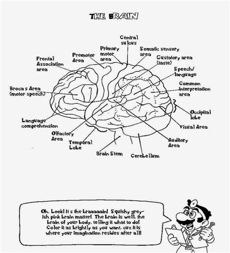 Brain Anatomy Coloring Sheet Clip Art Library