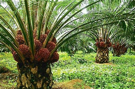 Malaysian Palm Oil Association