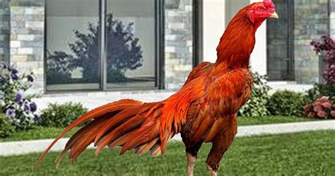 Ayam Juara Warna Bulu Ayam Bangkok Super Berpetuah Dan Menangan