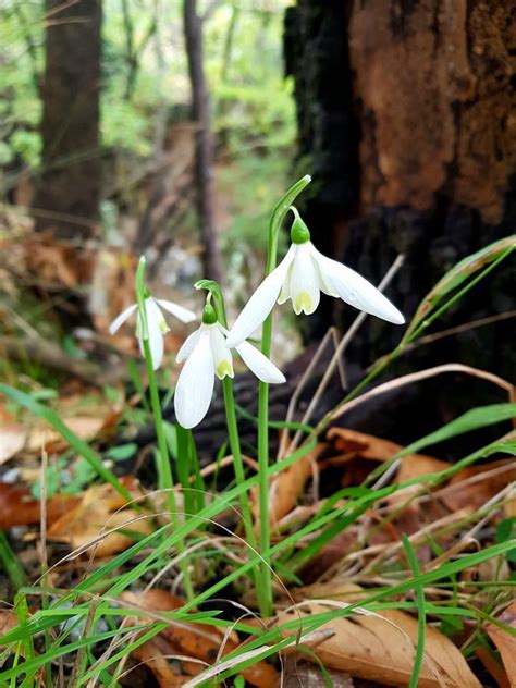 Plantfiles Pictures Galanthus Species Snowdrop Galanthus Reginae